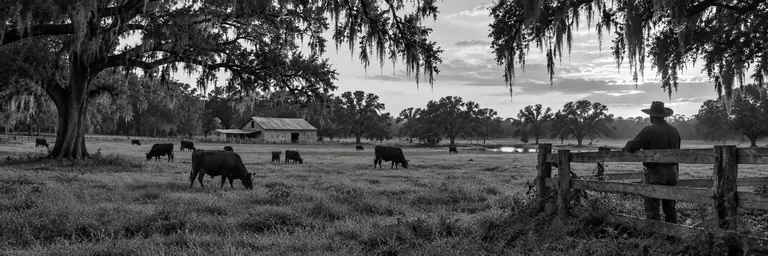 Grass-fed cattle grazing in a pasture beneath moss-draped oak trees, with a rancher leaning on a wooden fence